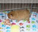 Small Photo #2 Pomeranian Puppy For Sale in ORO VALLEY, AZ, USA