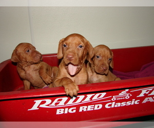 Vizsla Puppy for Sale in AMORITA, Oklahoma USA