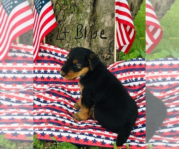 Medium Photo #1 Airedale Terrier Puppy For Sale in MC BAIN, MI, USA