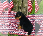 Small Photo #1 Airedale Terrier Puppy For Sale in MC BAIN, MI, USA