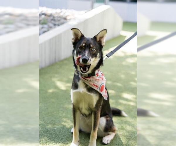 Medium Photo #4 Australian Kelpie Puppy For Sale in San Martin, CA, USA