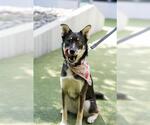 Small #3 Australian Kelpie