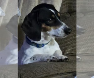 Father of the Dachshund puppies born on 05/23/2025