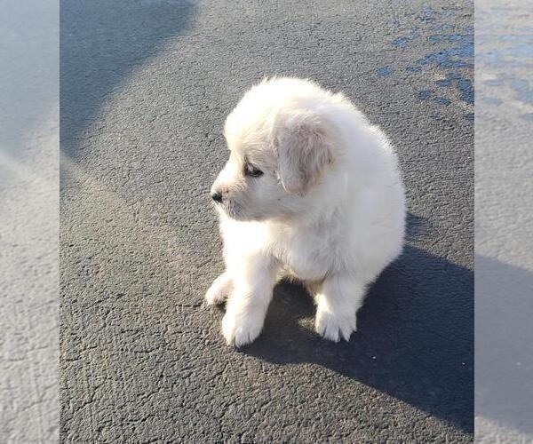 Medium Photo #7 Golden Retriever-Samoyed Mix Puppy For Sale in HUBERTUS, WI, USA