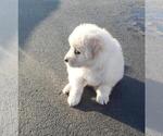 Small Photo #7 Golden Retriever-Samoyed Mix Puppy For Sale in HUBERTUS, WI, USA