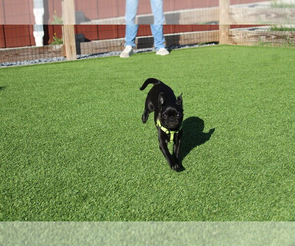 Medium Photo #4 Chug Puppy For Sale in Chestertown, MD, USA