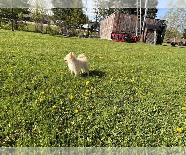 Medium Photo #5 Pomimo Puppy For Sale in ATHENS, WI, USA