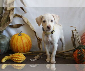 Mutt Dogs for adoption in Chestertown, MD, USA