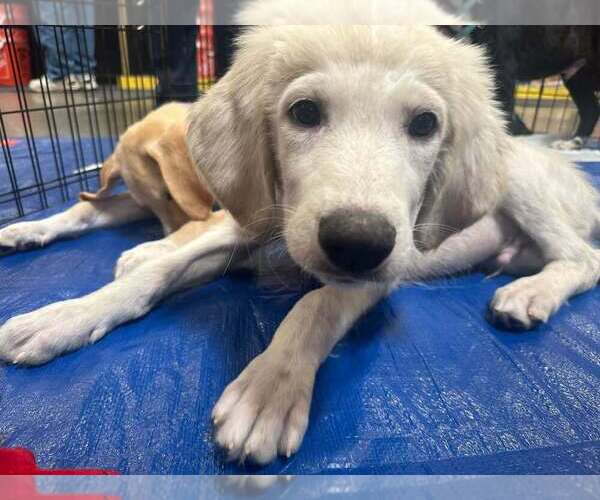Medium Photo #3 Great Pyredane Puppy For Sale in Mundelein, IL, USA