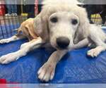 Small Photo #3 Great Pyredane Puppy For Sale in Mundelein, IL, USA