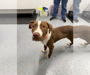 Archie - Male American Staffordshire Terrier-Unknown Mix Dog for Adoption - Photo #4