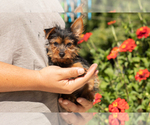 Puppy Muriel Yorkshire Terrier