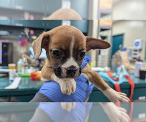 Mutt Dogs for adoption in Pasadena, CA, USA