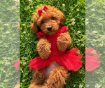 Small #27 Goldendoodle mix (+ Poodle Miniature)