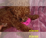 Small Poodle (Toy)
