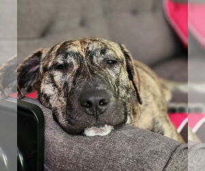 American Pit Bull Terrier-Unknown Mix Dogs for adoption in Fargo, ND, USA
