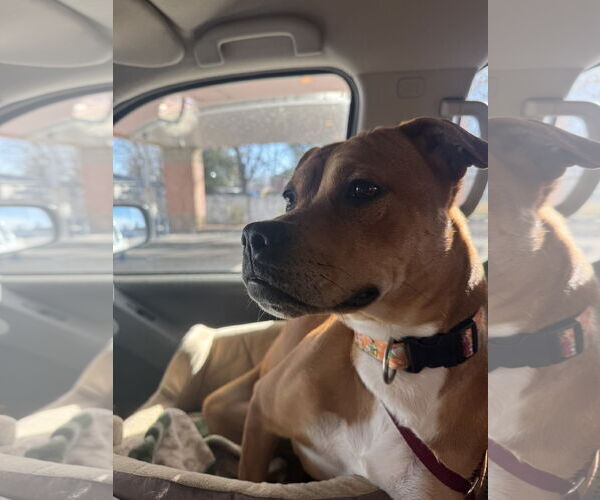 Medium Photo #1 Brug Puppy For Sale in Corning, AR, USA