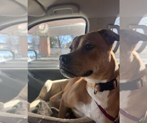 Brug Dogs for adoption in Corning, AR, USA