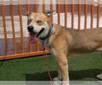 Small #1 American Pit Bull Terrier-Siberian Husky Mix
