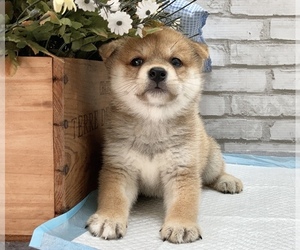 Shiba Inu Puppy for sale in CHICAGO, IL, USA