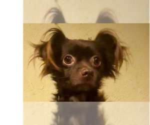 Chihuahua-Unknown Mix Dogs for adoption in Abbeville, LA, USA