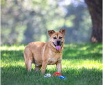 Small #2 Mutt