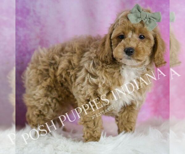 Medium Photo #62 Poodle (Toy) Puppy For Sale in WARSAW, IN, USA
