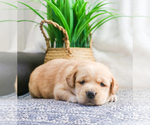 Small #6 Labrador Retriever