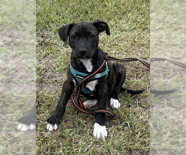 Medium Photo #2 Mutt Puppy For Sale in Tarrytown, GA, USA