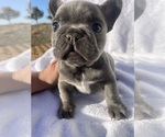 Puppy 4 French Bulldog