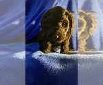 Small Photo #67 Goldendoodle Puppy For Sale in DYERSBURG, TN, USA