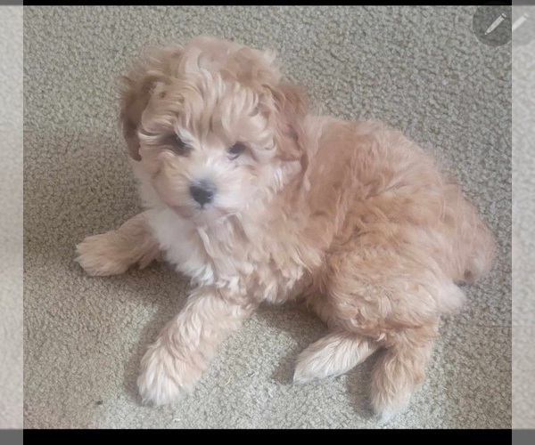 Medium Photo #3 Aussiedoodle Miniature  Puppy For Sale in LONGVIEW, TX, USA