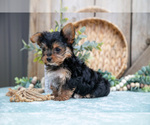 Small Photo #8 Yorkshire Terrier Puppy For Sale in GREENWICH, OH, USA