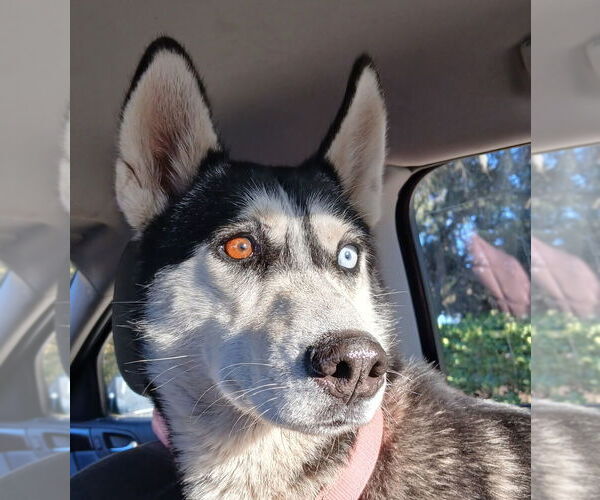 Medium Photo #2 Siberian Husky-Unknown Mix Puppy For Sale in Elmsford, NY, USA