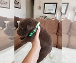 Small Photo #1 Labrador Retriever Puppy For Sale in APPLE VALLEY, CA, USA