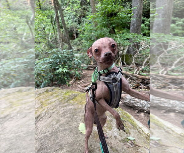 Medium Photo #7 Chihuahua-Unknown Mix Puppy For Sale in Mooresville, NC, USA