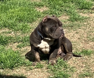 Father of the American Bully puppies born on 01/05/2024