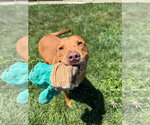 Small #3 American Staffordshire Terrier Mix