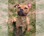 Small Boxer Mix