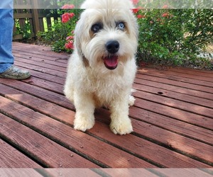 Mother of the Aussiedoodle puppies born on 08/31/2025