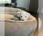 Small #8 American Pit Bull Terrier