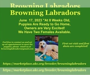 Labrador Retriever Puppy for sale in MARTINEZ, CA, USA
