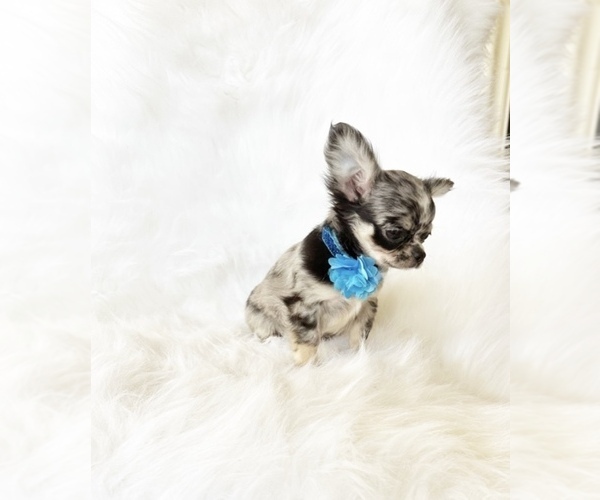 Medium Photo #7 Chihuahua Puppy For Sale in SACRAMENTO, CA, USA