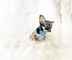 Small Photo #7 Chihuahua Puppy For Sale in SACRAMENTO, CA, USA