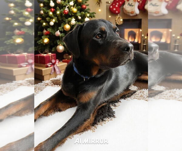 Medium Photo #3 Rottweiler Puppy For Sale in Hillsboro, NH, USA