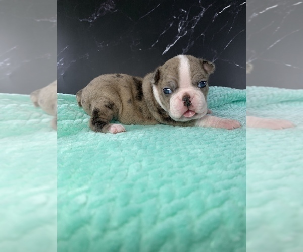 Medium Photo #36 Boston Terrier Puppy For Sale in TULARE, CA, USA