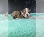 Small Photo #36 Boston Terrier Puppy For Sale in TULARE, CA, USA
