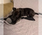 Small #3 American Bulldog Mix