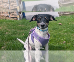 Doxle Dogs for adoption in Springdale, PA, USA