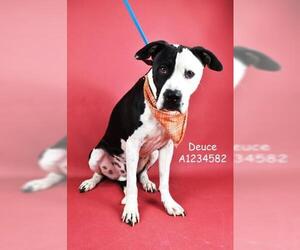 Mutt Dogs for adoption in Bakersfield, CA, USA